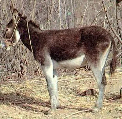 O Jumento e sua sina