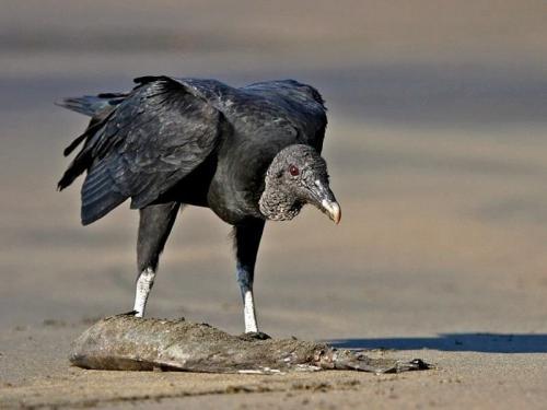 A Consciência é um bicho danado (urubulândia)