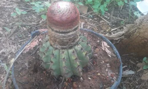 As Crenças de Zé de Chico - Melhor não Duvidar!