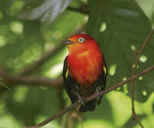 Aves do Brasil: A Lenda do Uirapuru