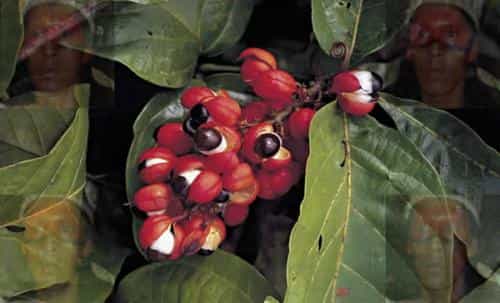 A lenda do Guaraná